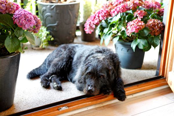 Hund am Balkon 