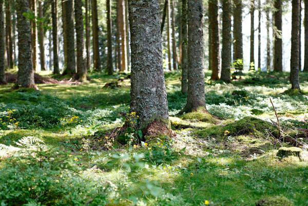 Schwarzwald bei Hinterzarten