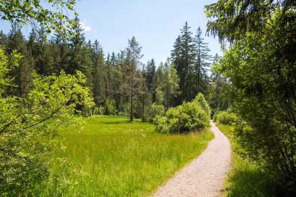 Weg im Hochmoor in Hinterzarten